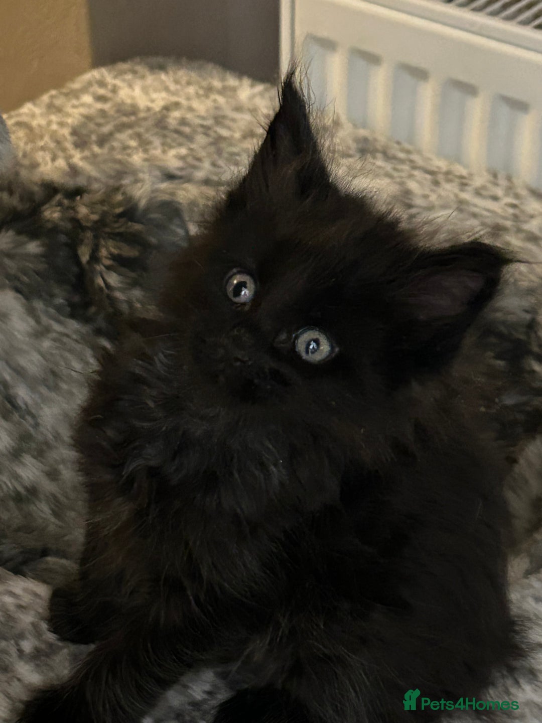 Maine Coon cats for sale: 8 beautiful mainecoon kittens for sale - Advert 5