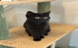 British Shorthair cats for sale: Top quality GCCF reg BSH grand champion lines - Image 32
