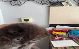 British Shorthair cats for sale: British Shorthair kittens grey/chocolate colours - Image 24