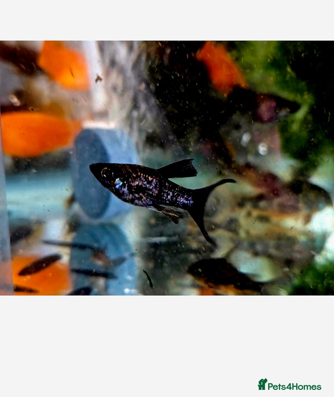 Killifish fish for sale: the fish that are in the photo Read the descriptio - Image 4
