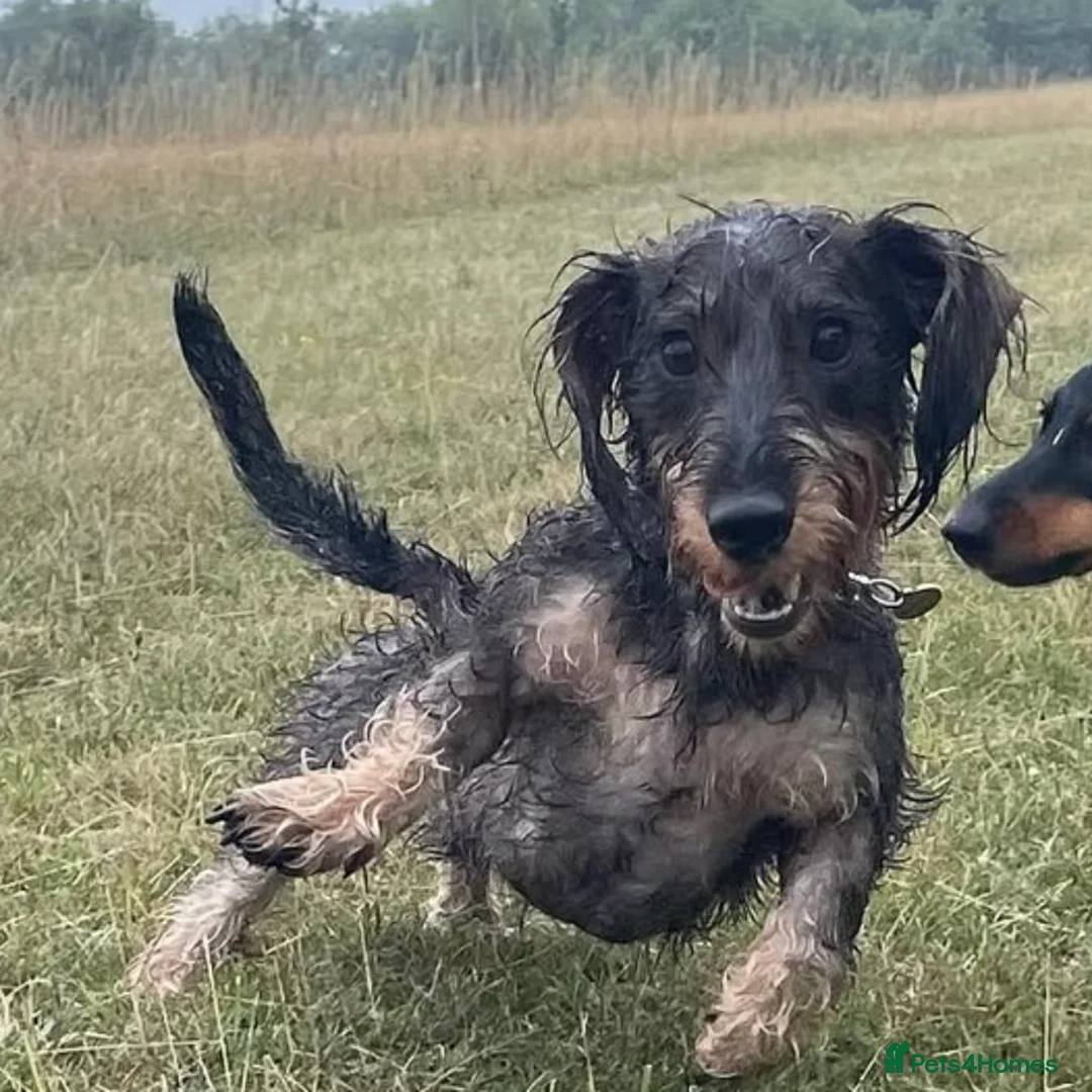 Dachshund dogs for sale: Standard Wirehaired Dachshund - Advert 3