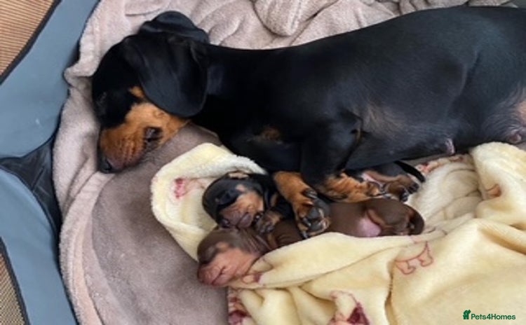 Miniature Dachshund dogs - Advert 8