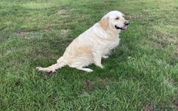 Golden Retriever dogs for sale: Stunning fantastic bitch kc registered  - Image 2
