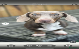 Miniature Dachshund dogs for sale: Dachshund puppy’s forsale  - Image 4