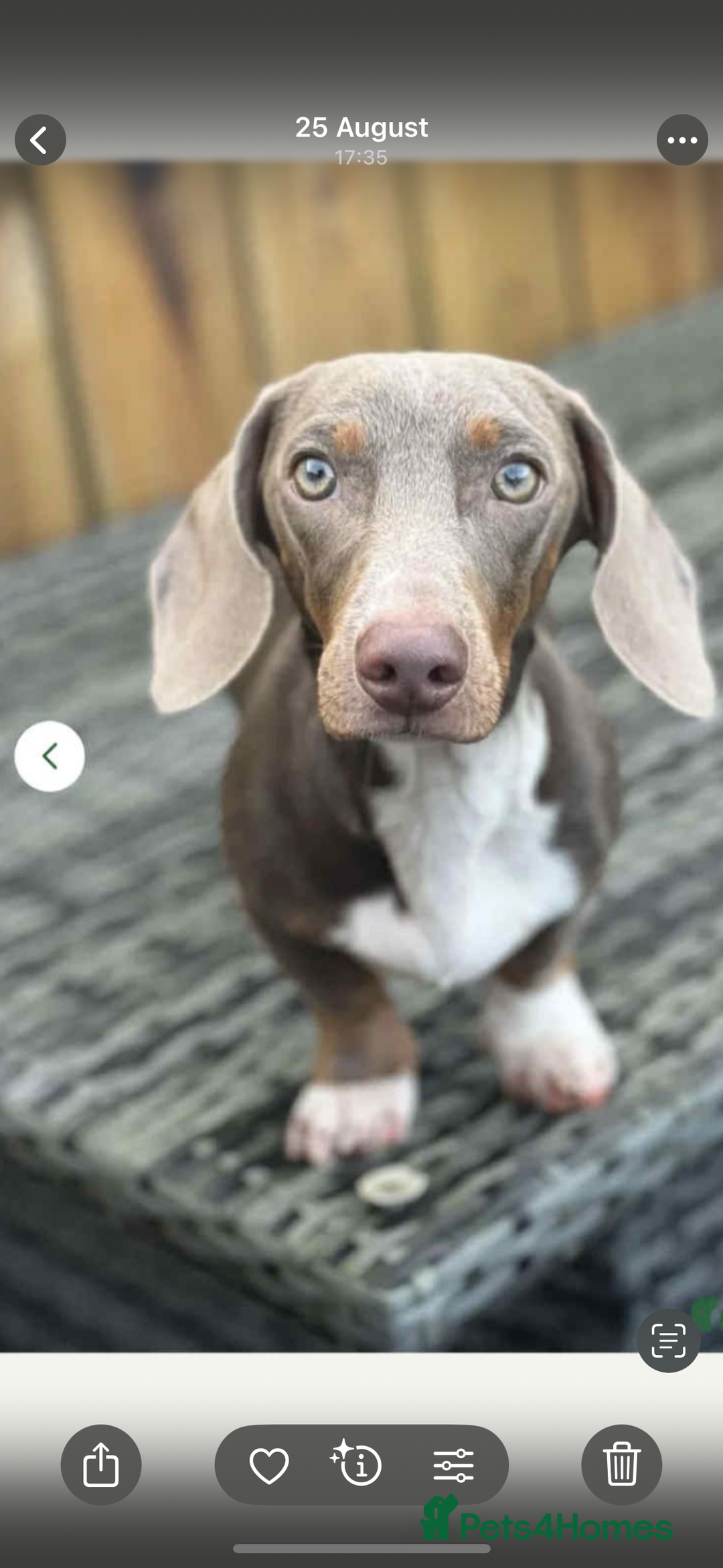 Miniature Dachshund dogs for sale: Dachshund puppy’s forsale  - Image 4