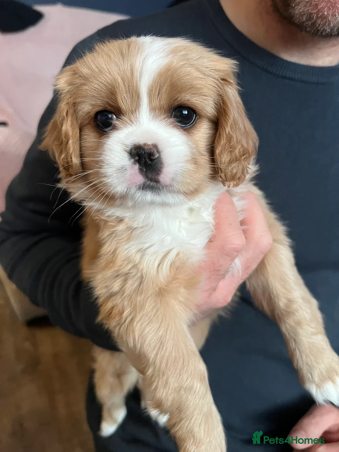 Mixed Breed dogs for sale: Cavapoo cross puppies - cuddly peekapoo pups  - Advert 10