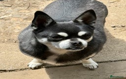 Chug dogs for sale: LOVING FAMILY DOG  - Image 5