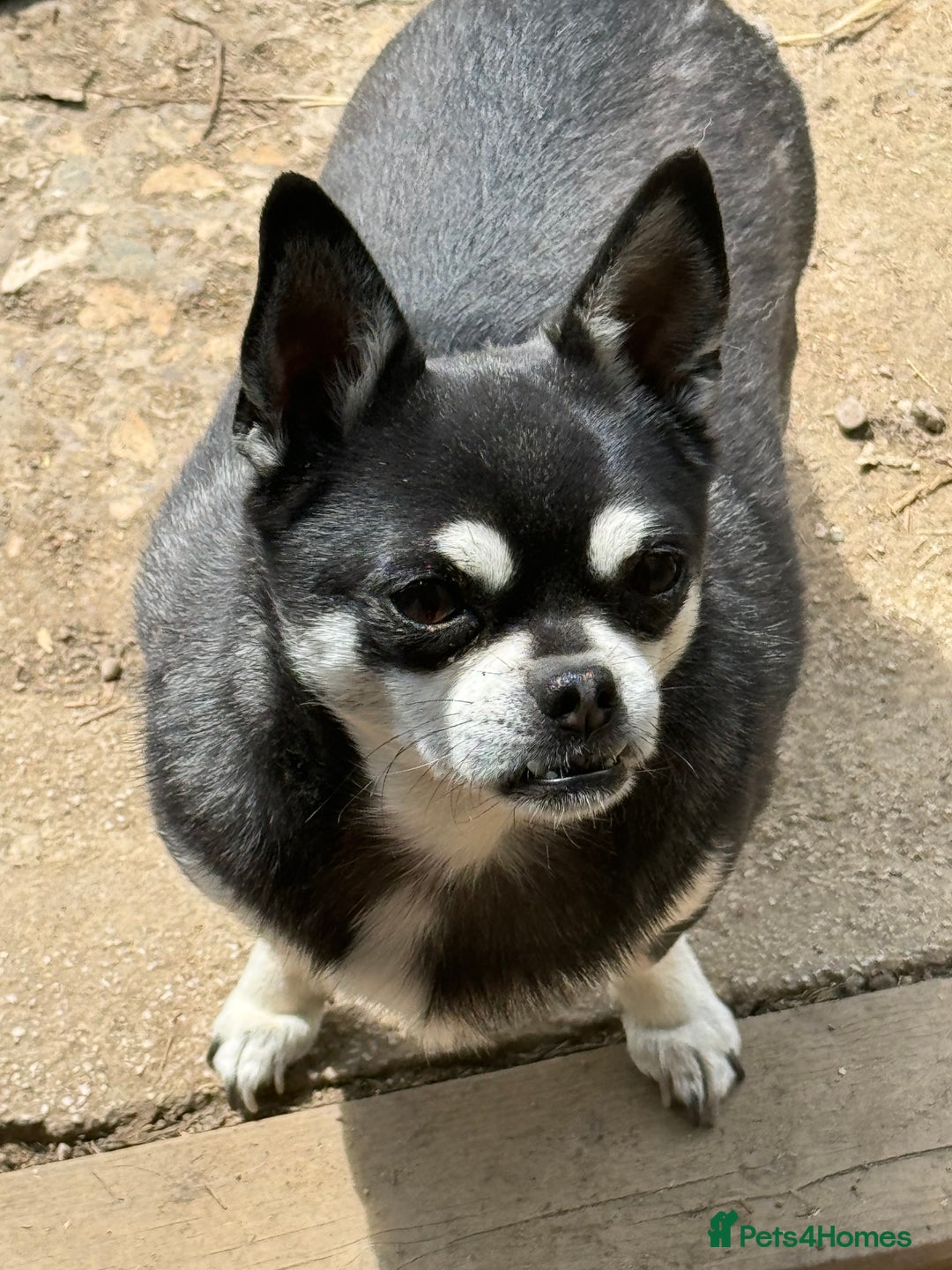 Chug dogs for sale: LOVING FAMILY DOG  - Image 5