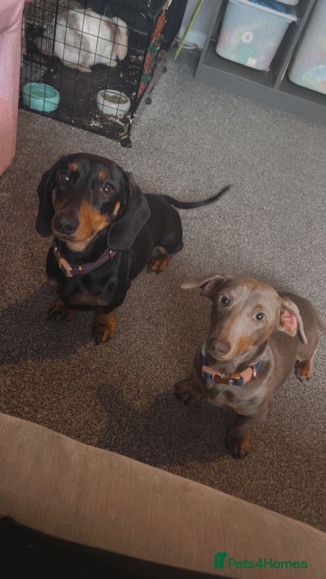 Miniature Dachshund dogs for sale: loving forever home needed for my 2 Mini Dachshund - Advert 2