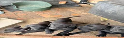 Labrador Retriever dogs for sale: Black labrador dogs - Advert 6