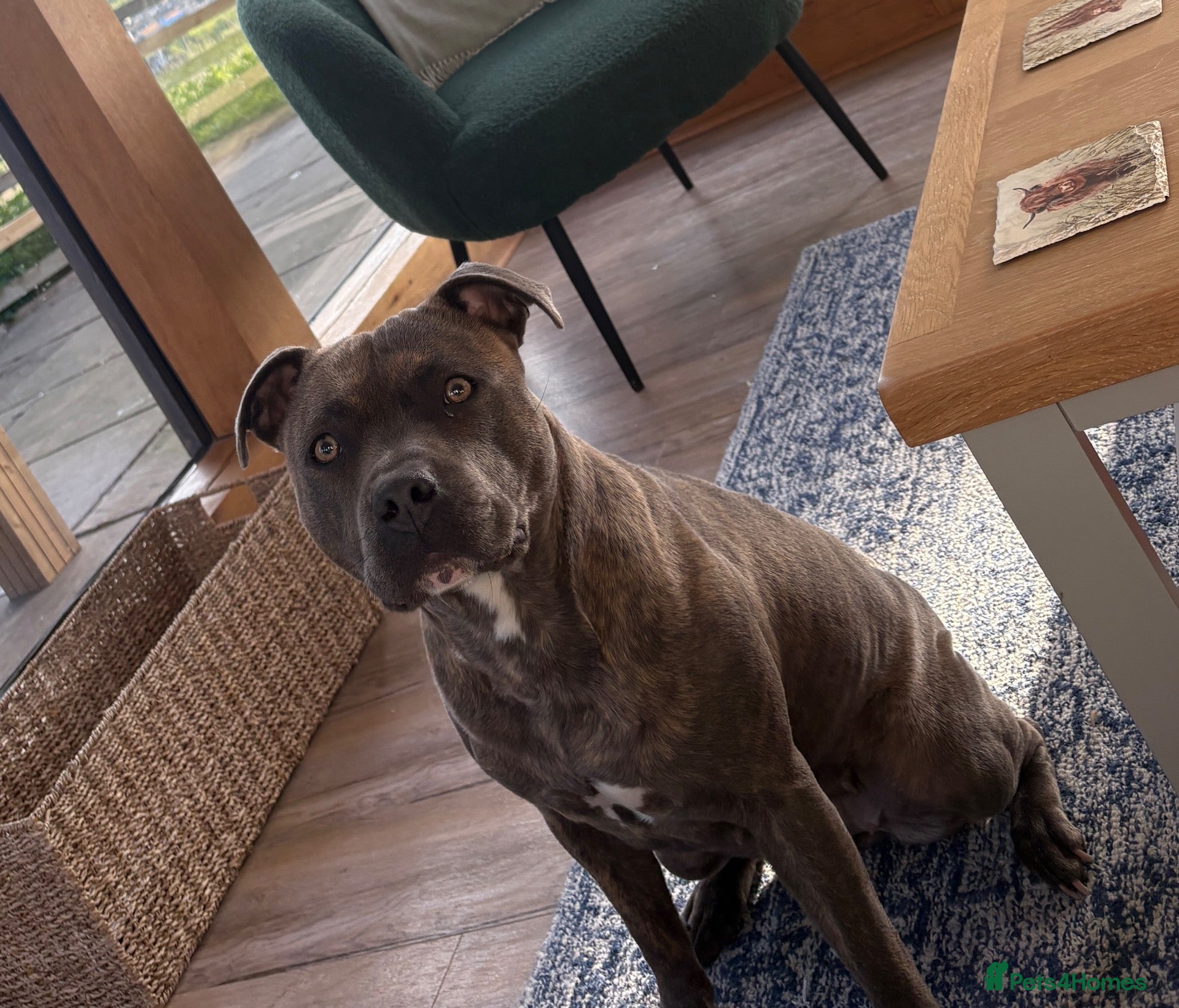 Staffordshire Bull Terrier dogs Staffy puppies due Oct 15th - Advert 1