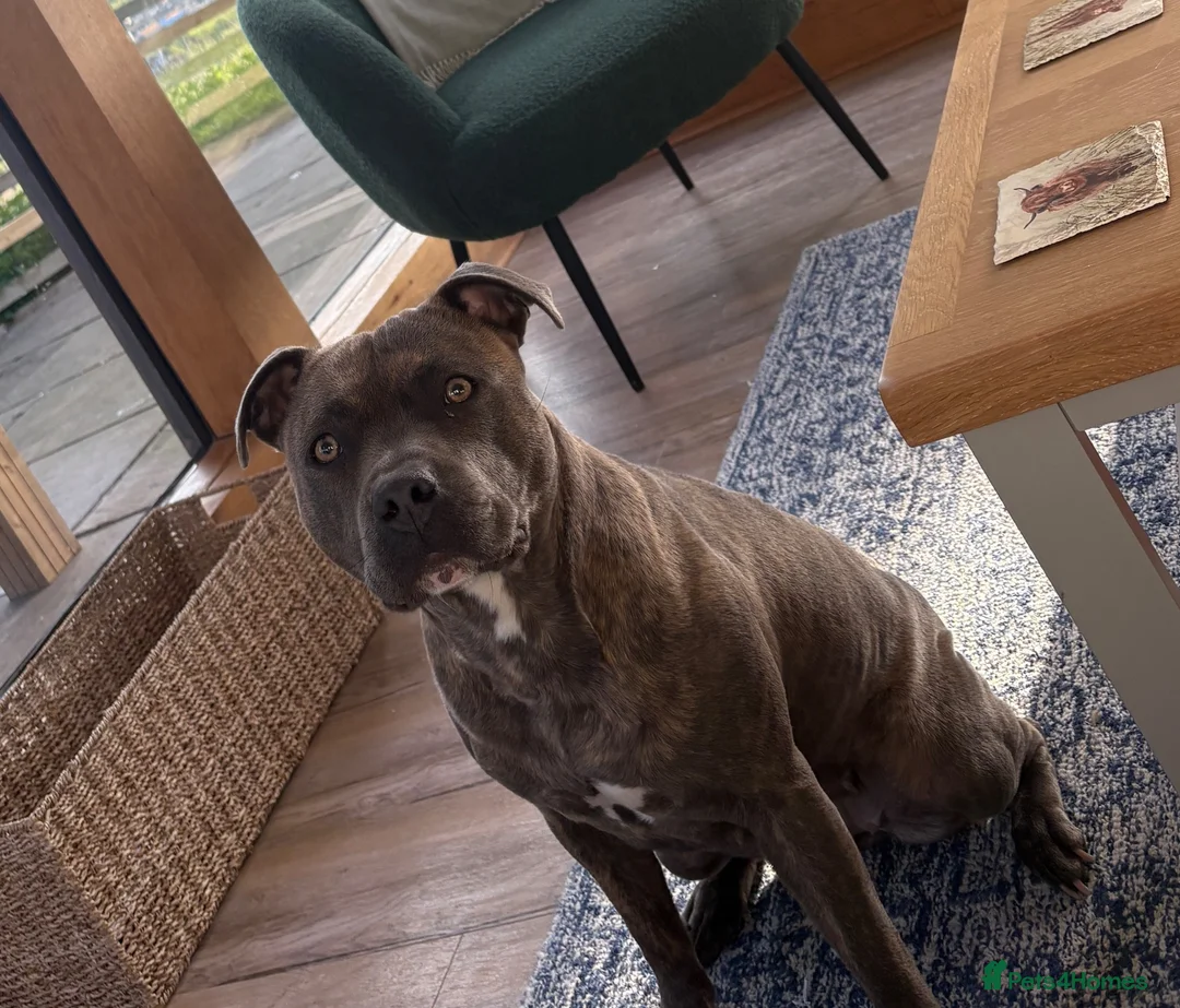 Staffordshire Bull Terrier dogs for sale: Staffy puppies due Oct 15th - Advert 1