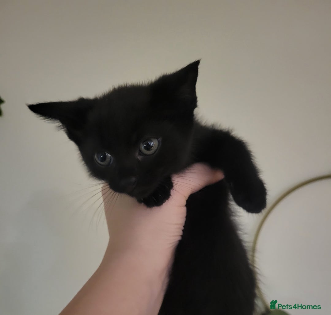 Domestic Shorthair cats for sale: 4 playful kittens ready for new homes  - Image 5