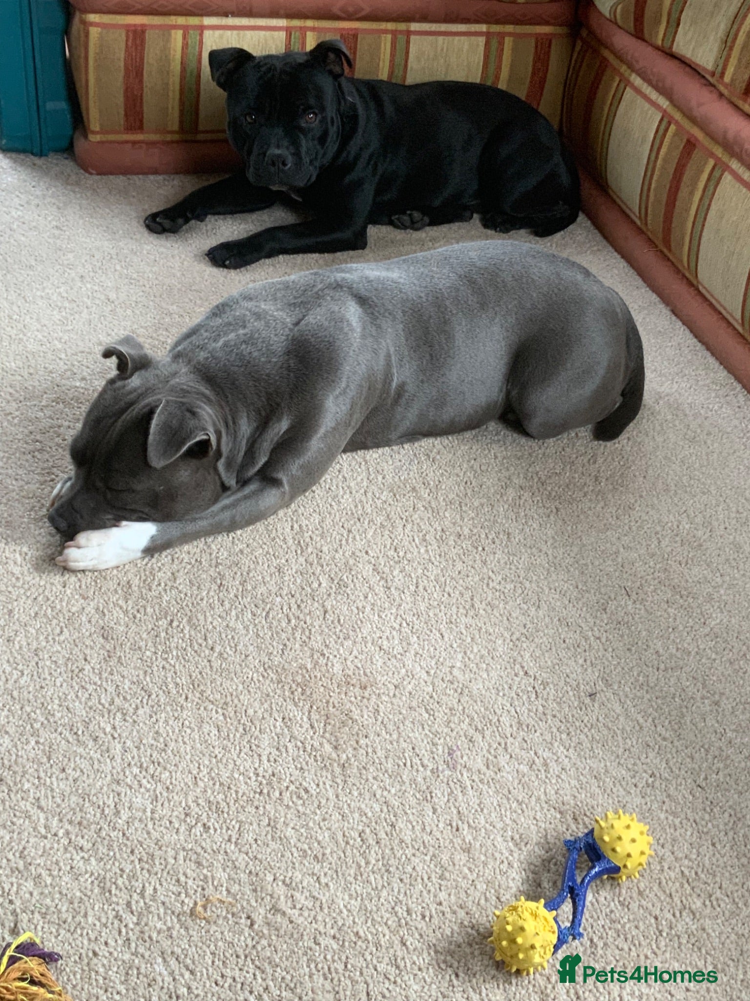 Staffordshire Bull Terrier dogs Beautiful kc reg Staffordshire bull terriers  - Advert 4