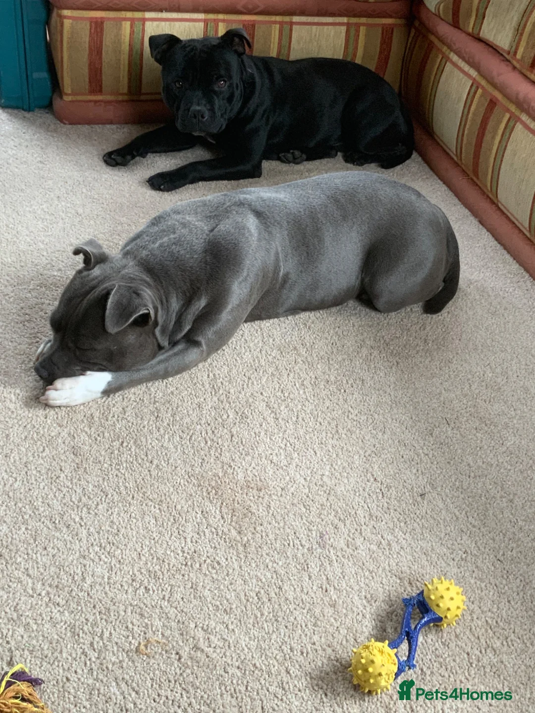 Staffordshire Bull Terrier dogs for sale: Beautiful kc reg Staffordshire bull terriers  - Advert 1