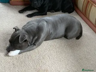 Staffordshire Bull Terrier dogs Beautiful kc reg Staffordshire bull terriers - Advert 14