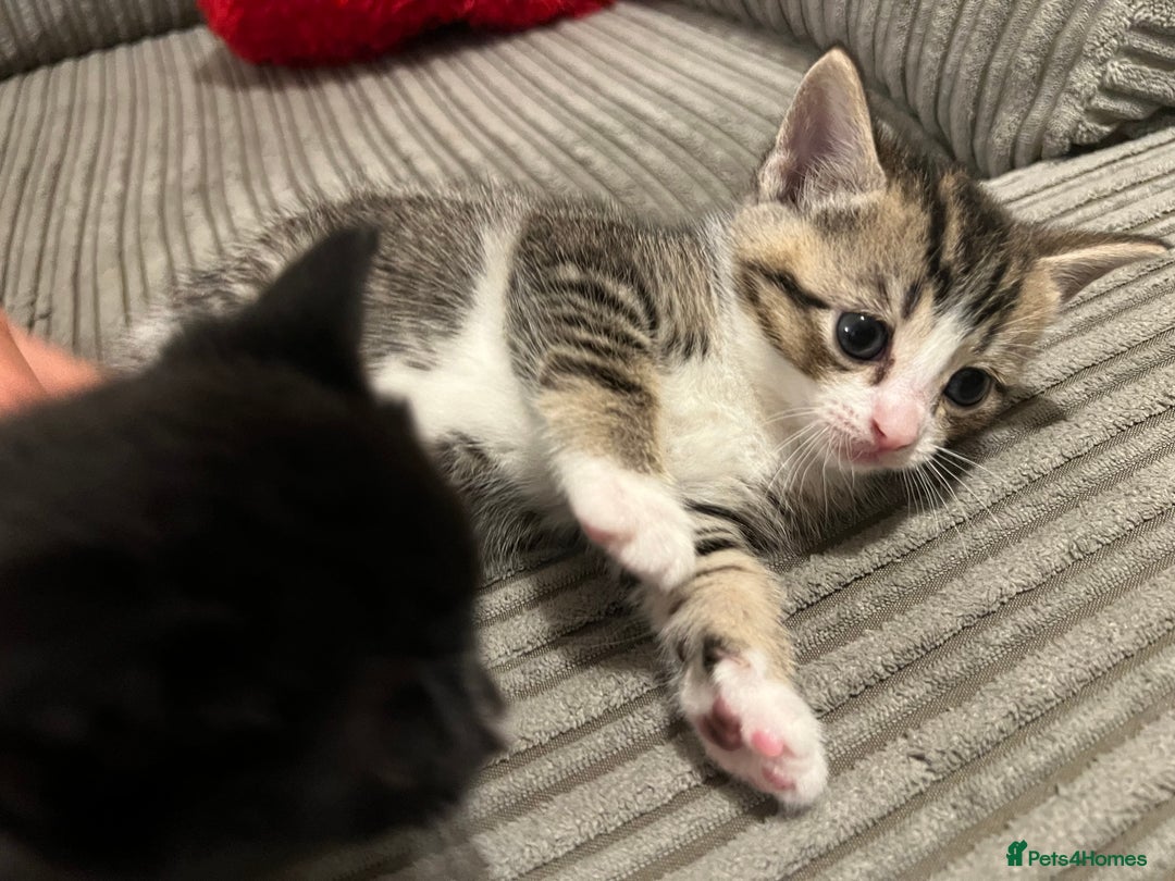 Domestic Shorthair cats for sale: Ekaterine  - Image 13
