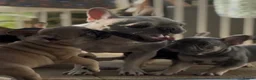 French Bulldog dogs for sale: KC Lilac, Black Tan French Bulldog - Advert 18