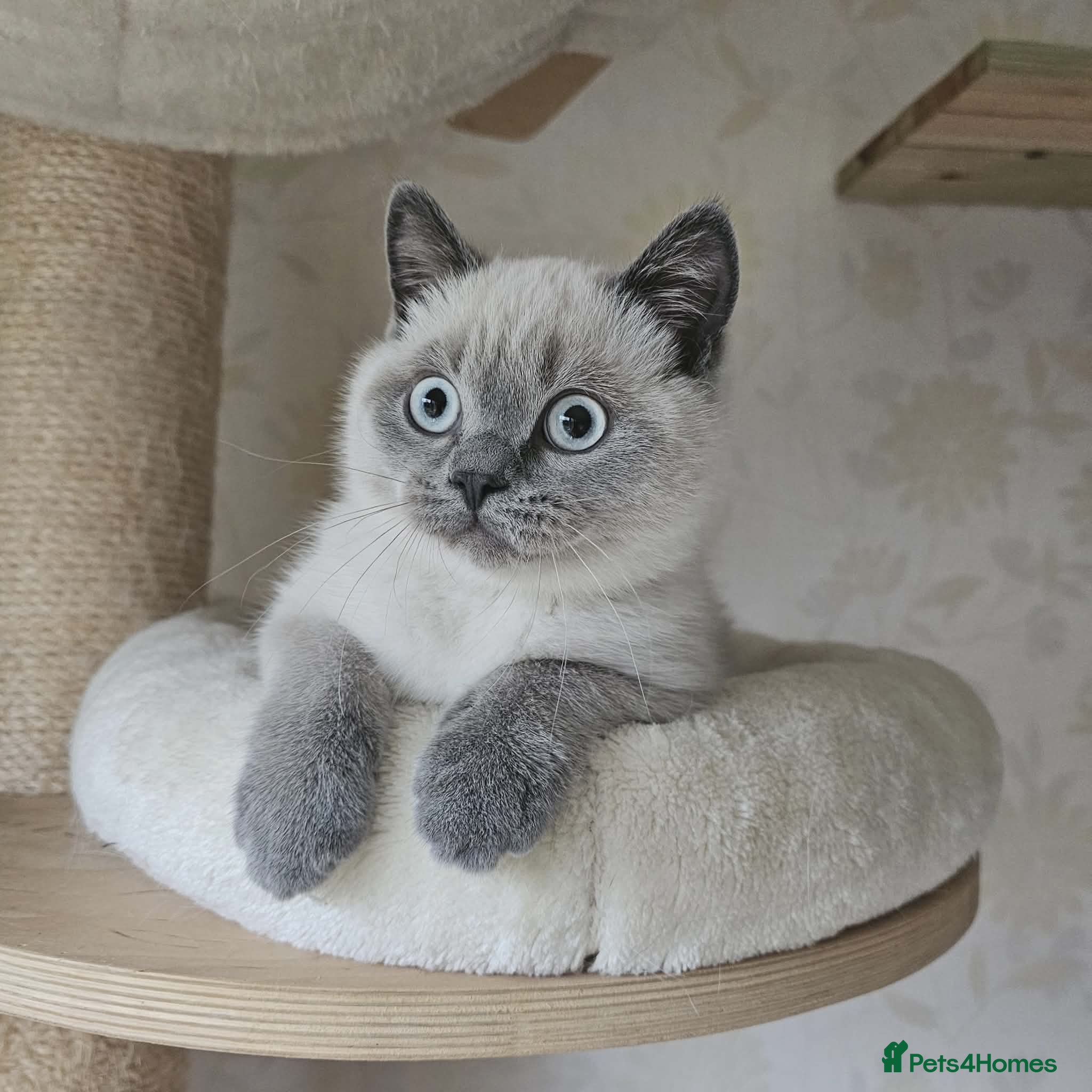 British Shorthair cats Beatifull Colourpointed Male, GCCF reg. - Advert 1