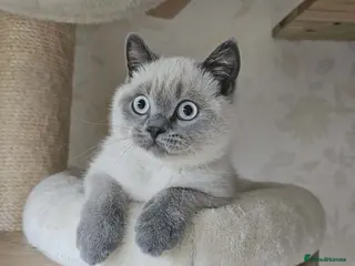British Shorthair cats Beatifull Colourpointed Male, GCCF reg. - Advert 3