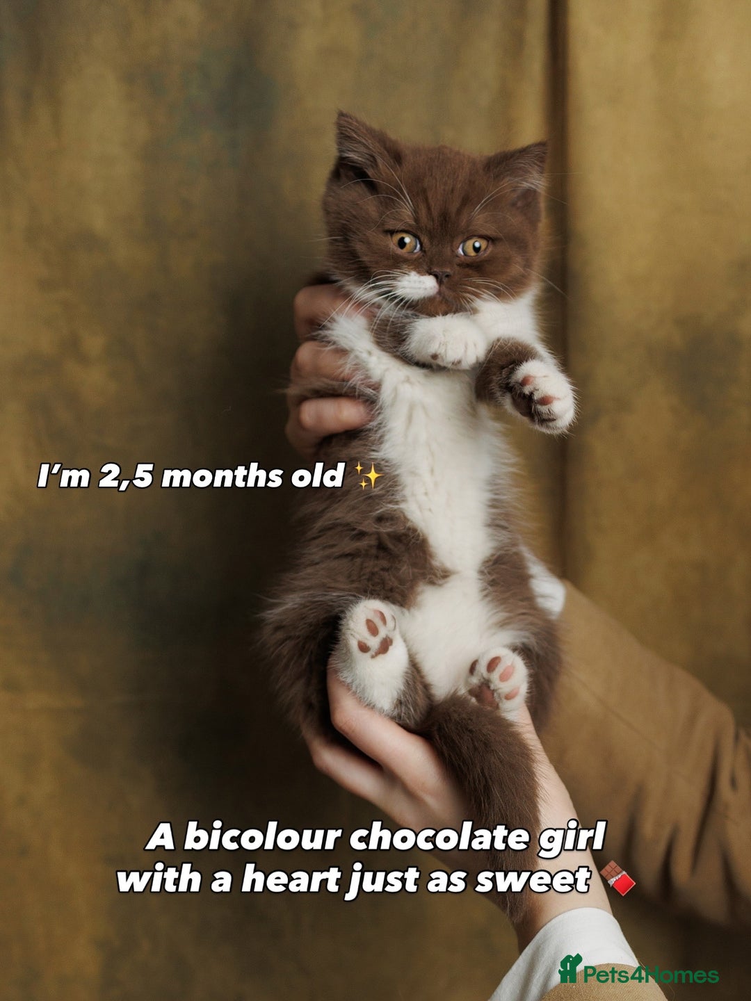 British Shorthair cats for sale: British Short and Long Hair  - Image 32