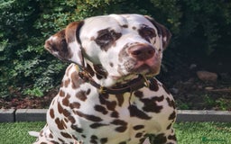 Dalmatian dogs for stud: Quality Proven KC Registered Liver Stud  in Warrington - Image 4