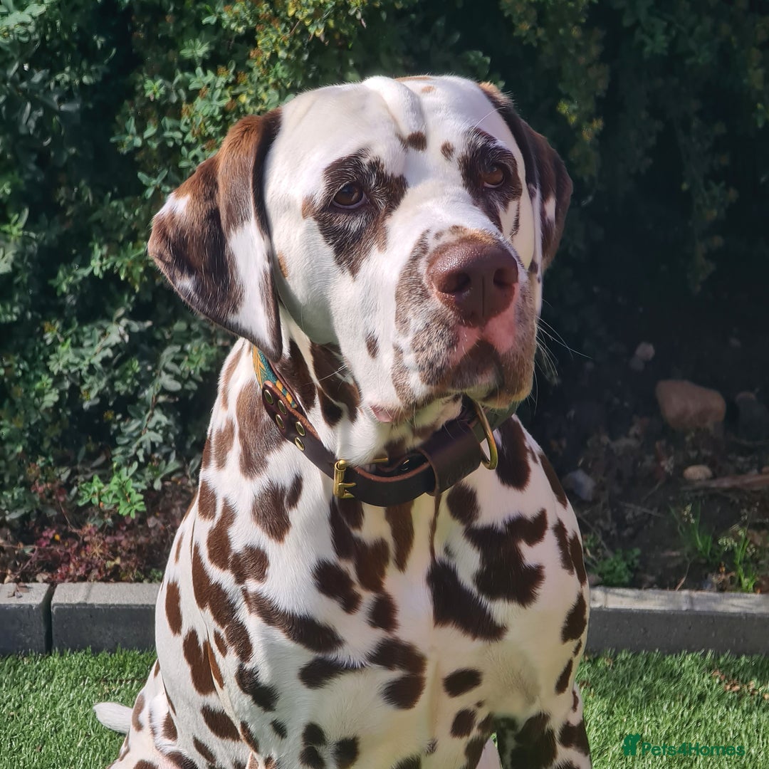 Dalmatian dogs for stud: Quality Proven KC Registered Liver Stud  in Warrington - Image 4