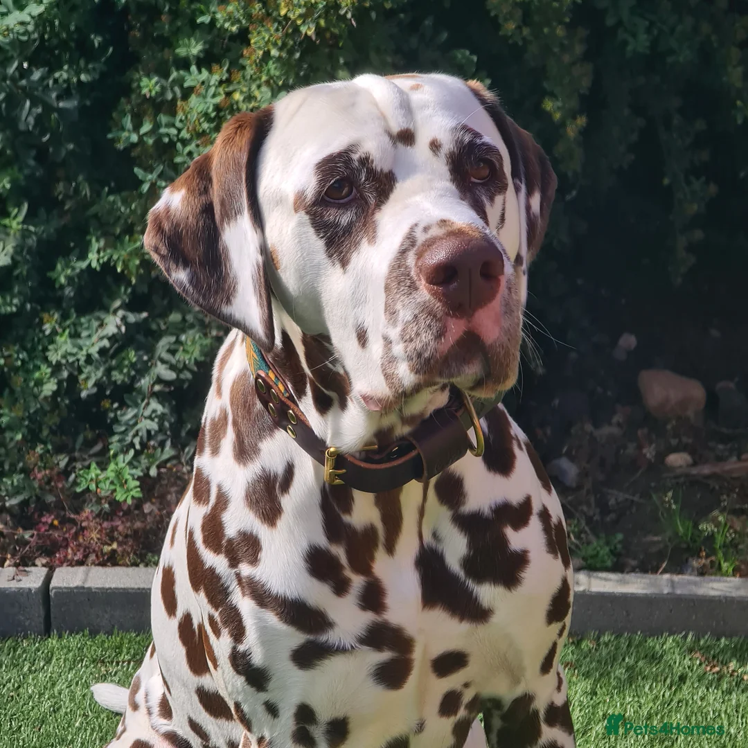 Dalmatian dogs for stud: Quality Proven KC Registered Liver Stud  in Warrington - Advert 4
