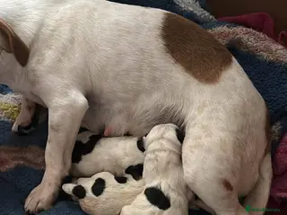 Jack Russell dogs Jack Russel Boys - Advert 2