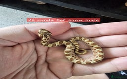 Snake reptiles for sale: Western Hognose Snakes Adults&Hatchlings - Image 7