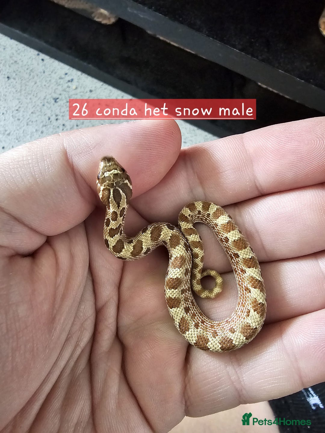 Snake reptiles for sale: Western Hognose Snakes Adults&Hatchlings - Image 7