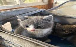 Mixed Breed cats for sale: Chinchilla Persian x kittens  - Image 4