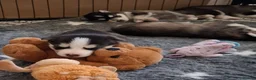 Pomsky dogs for sale: Stunning Pomsky Puppies  in Chesterfield - Advert 12