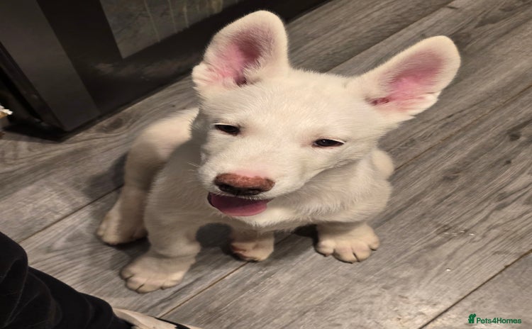 Siberian Husky dogs - Advert 13