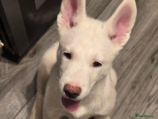 Siberian Husky dogs - Advert 12