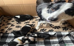 Border Collie dogs for sale: Border Collie Puppies - Image 26