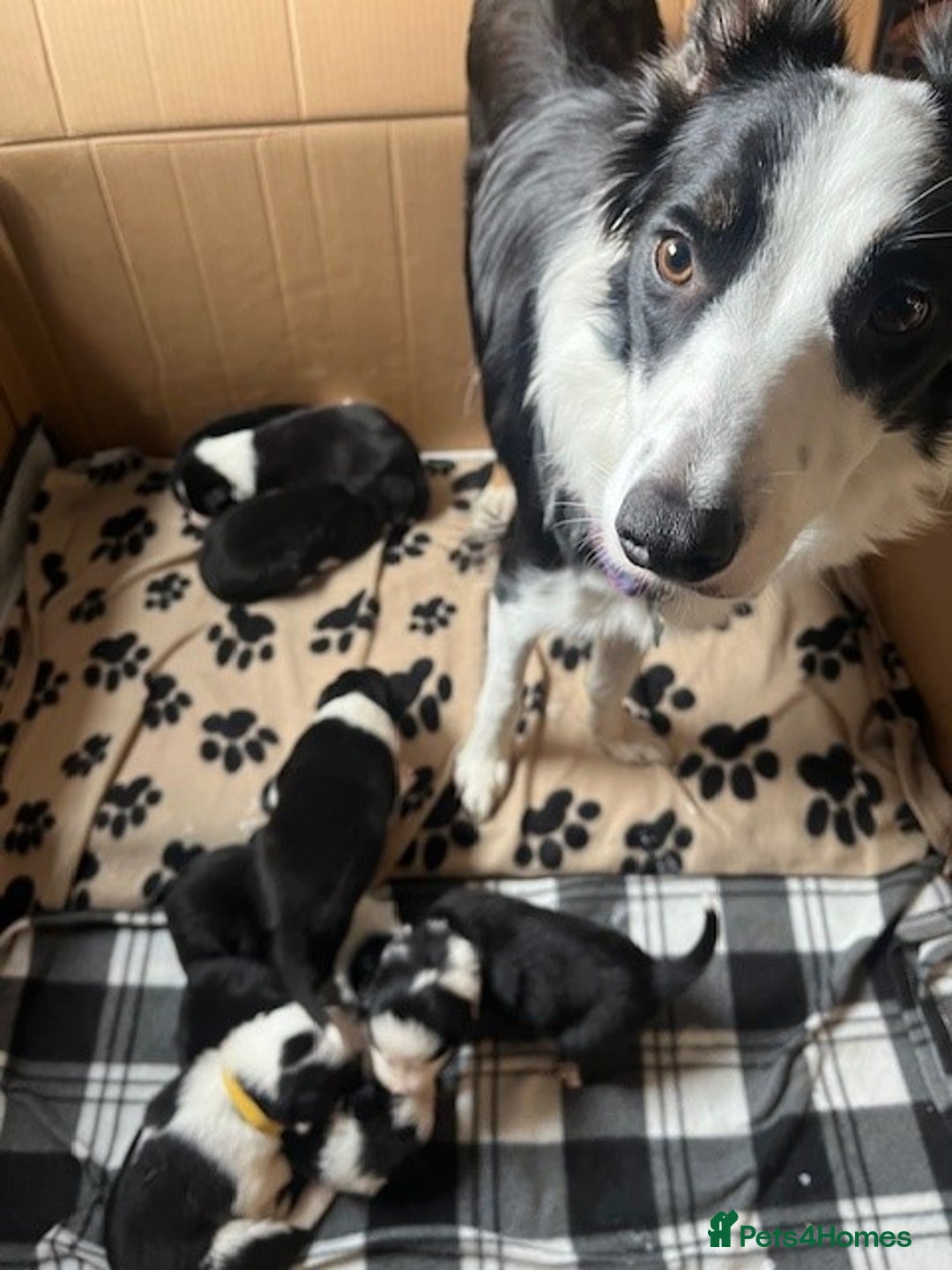 Border Collie dogs for sale: Border Collie Puppies - Image 26