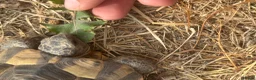 Tortoise reptiles for sale: Spur tight tortoise - Advert 3