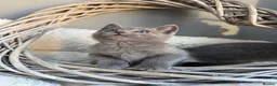 Russian Blue cats for sale: 🥇AWARD WINNING RUSSIAN BLUE - Advert 9