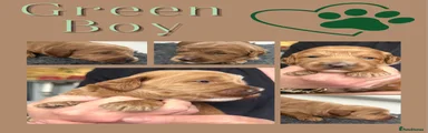 Australian Labradoodle Green collar