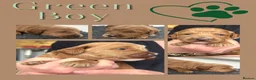Australian Labradoodle dogs for sale: 100% Pure bred Australian Labradoodle  - Advert 36