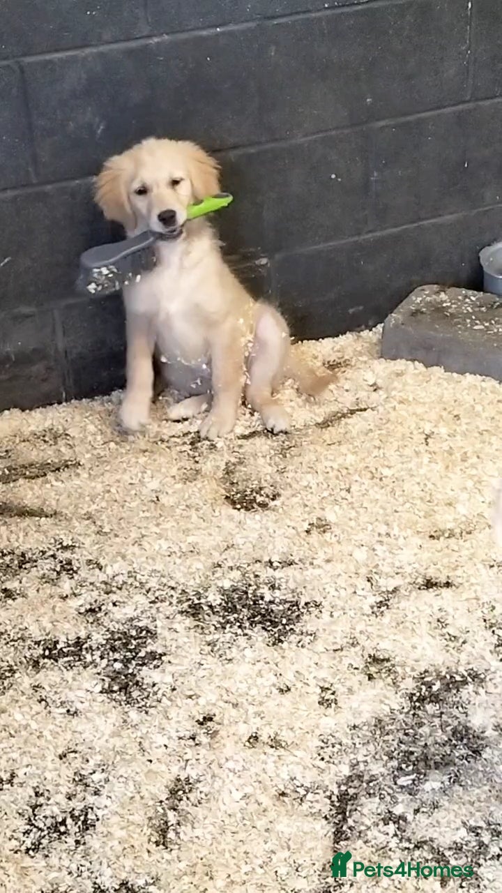 Golden Retriever dogs STUNNING GOLDEN RETRIEVER PUPS - Advert 18