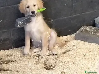 Golden Retriever dogs STUNNING GOLDEN RETRIEVER PUPS - Advert 18