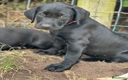Labrador Retriever dogs for sale: 🐾Ready Now🐾Black Male FTCH Pedigree Forward Pups - Image 23
