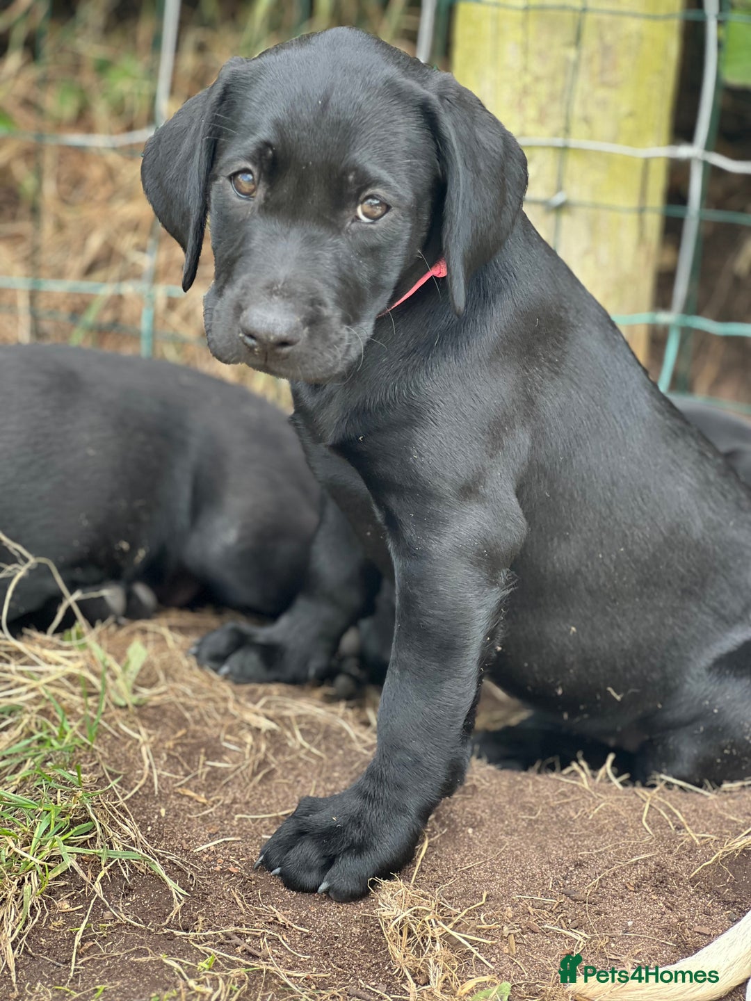 Labrador Retriever dogs for sale: 🐾Ready Now🐾Black Male FTCH Pedigree Forward Pups - Image 23