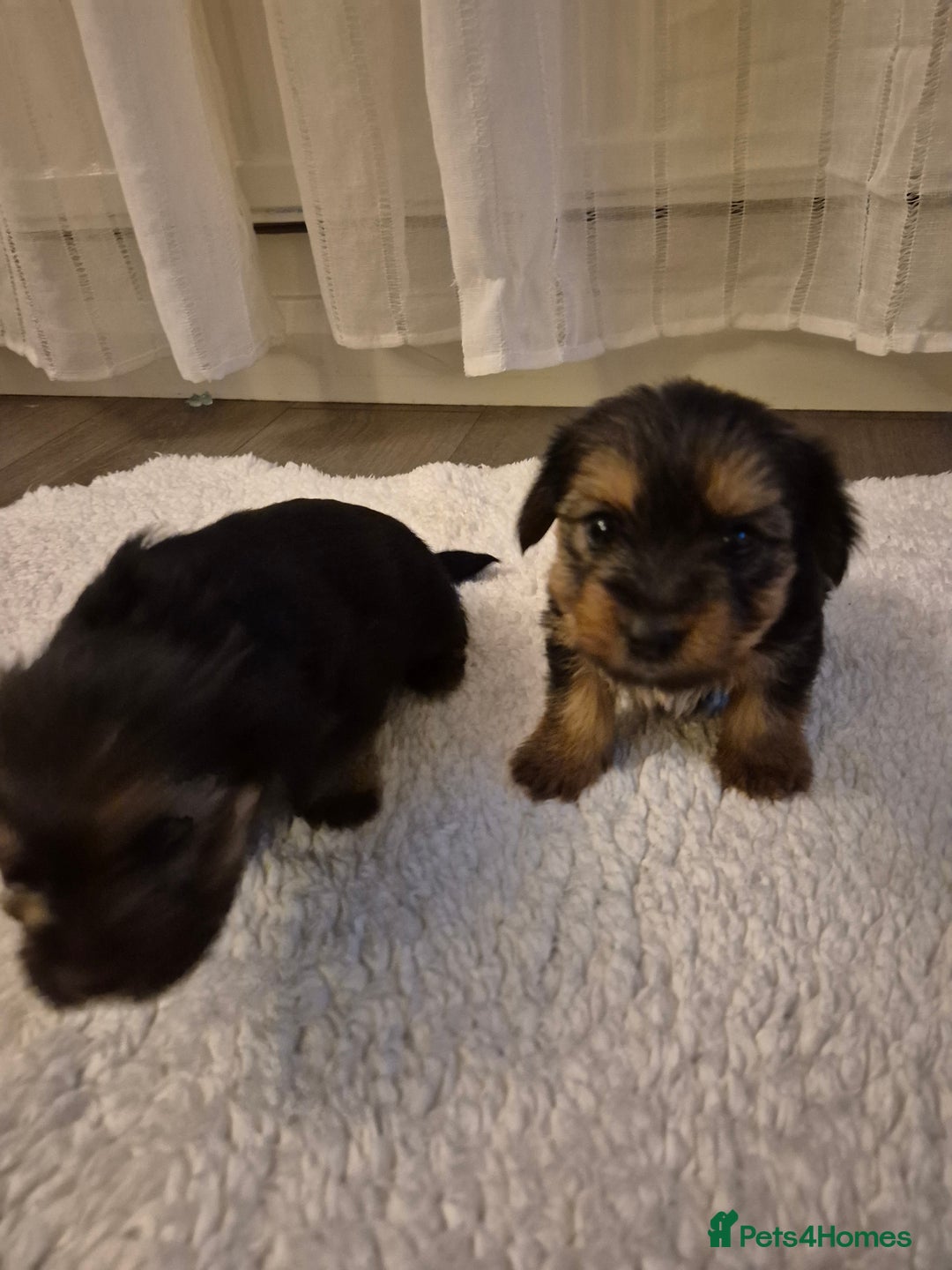 Yorkshire Terrier dogs for sale: Yorkshire terrier pappy for sale - Image 14