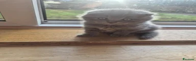 Scottish Fold blue boy