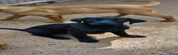 Labrador Retriever dogs for sale: Beautiful Labrador Puppies Available now - Advert 22