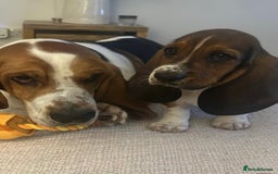 Basset Hound dogs for sale: 2 brothers need a new home :(  - Image 3