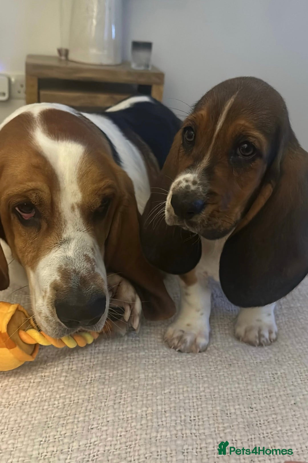 Basset Hound dogs for sale: 2 brothers need a new home :(  - Image 3